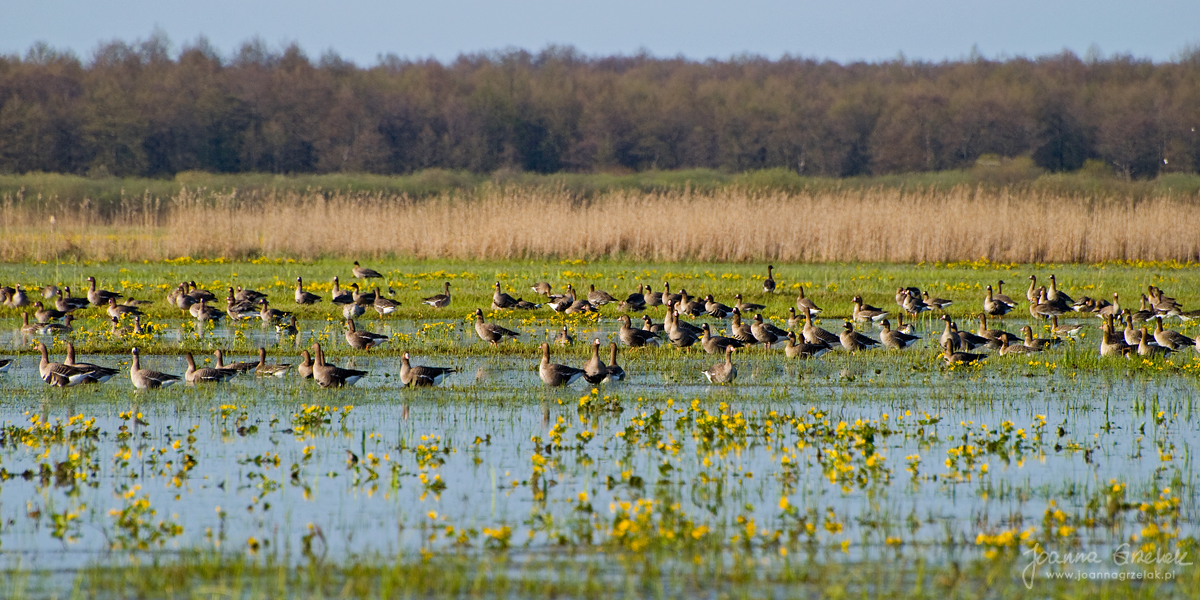 045_Biebrza - kwiecien 2009.jpg